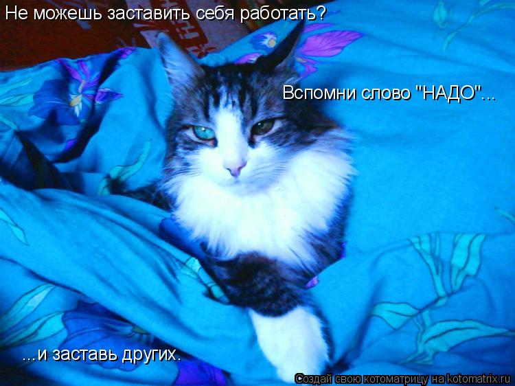 Не можешь заставить себя работать? Вспомни слово "НАДО"... ...и заставь других.... Котоматрица: Не можешь заставить себя работать? Вспомни слово "НАДО"... ...и заставь других.