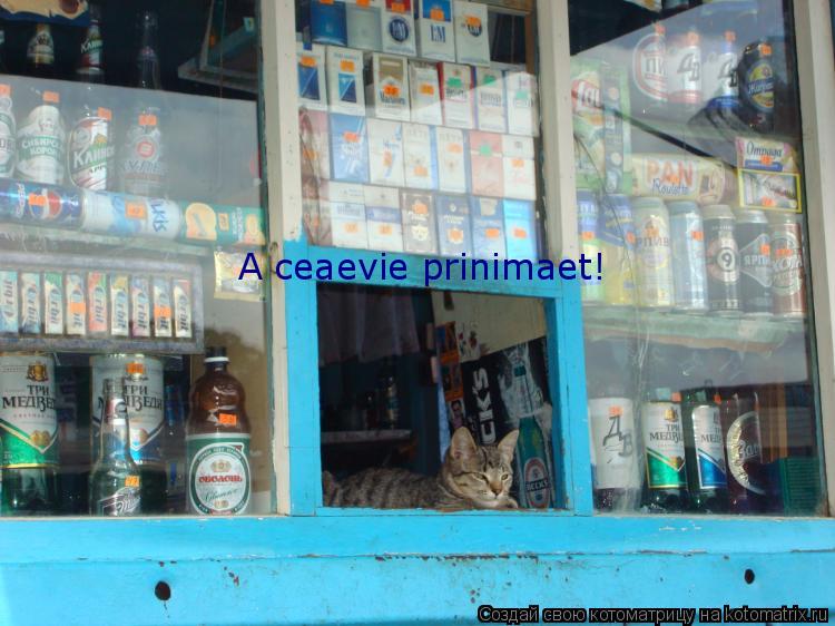 A ceaevie prinimaet!... Котоматрица: A ceaevie prinimaet!
