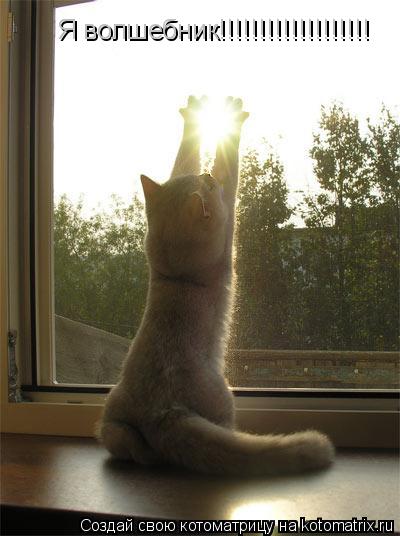 Я волшебник!!!!!!!!!!!!!!!!!!!... Котоматрица: Я волшебник!!!!!!!!!!!!!!!!!!!