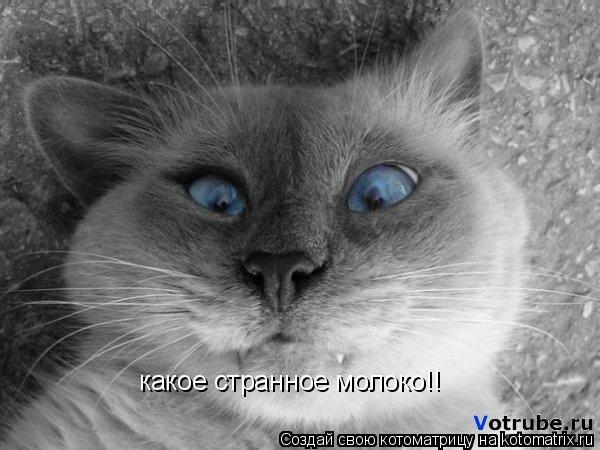 какое странное молоко!!... Котоматрица: какое странное молоко!!