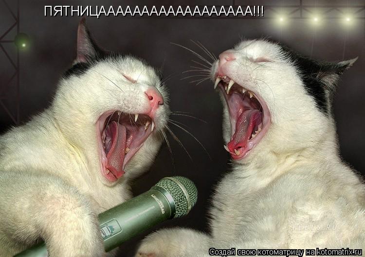 ПЯТНИЦАААААААААААААААААА!!!... Котоматрица: ПЯТНИЦАААААААААААААААААА!!!