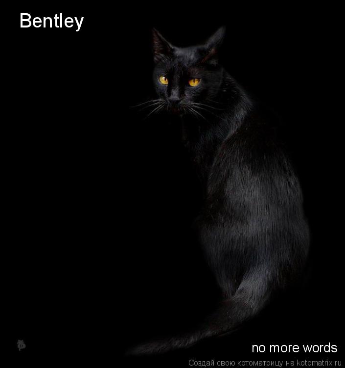 Bentley no more words... Котоматрица: Bentley no more words