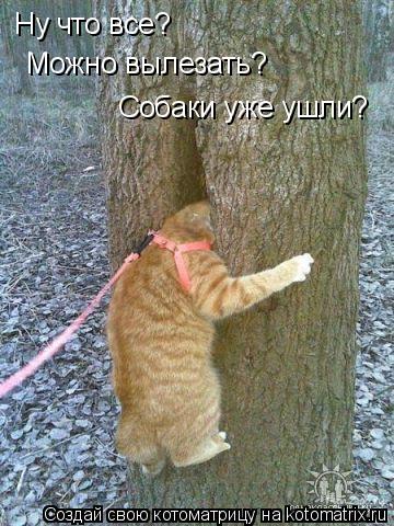 Ну что все? Можно вылезать? Собаки уже ушли?... Котоматрица: Ну что все? Можно вылезать? Собаки уже ушли?