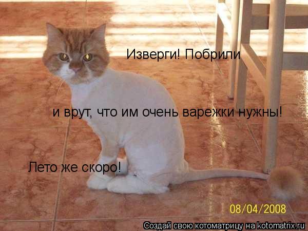 и врут, что им очень варежки нужны! Изверги! Побрили Лето же скоро!... Котоматрица: и врут, что им очень варежки нужны! Изверги! Побрили Лето же скоро!