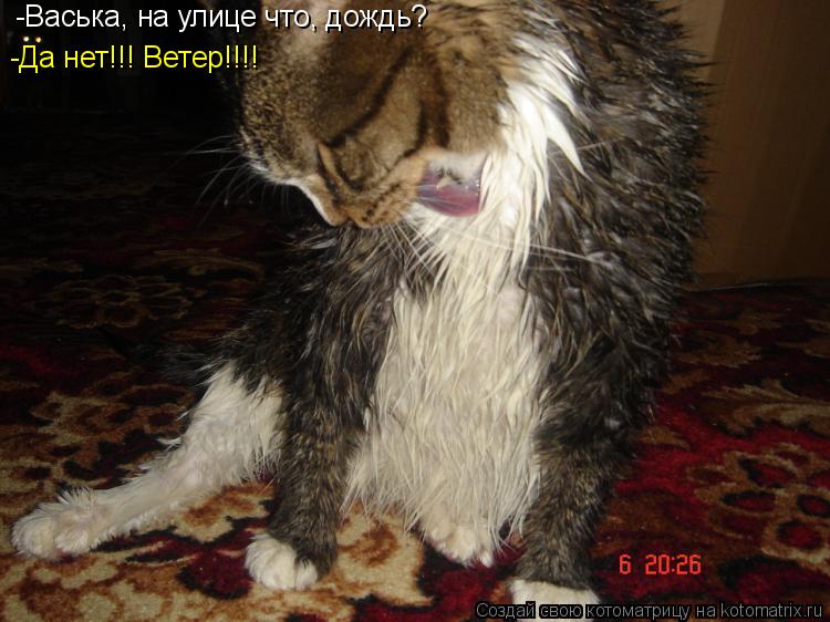 -Васька, на улице что, дождь? -Да нет!!! Ветер!!!!... Котоматрица: -Васька, на улице что, дождь? -Да нет!!! Ветер!!!!