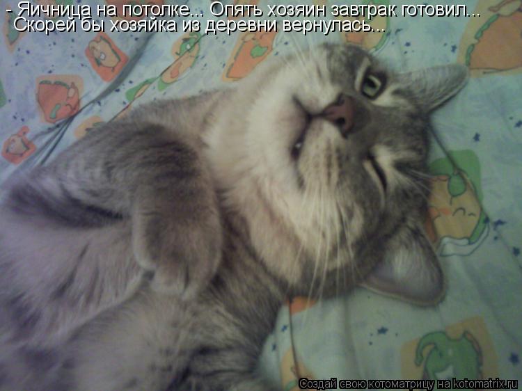 - Яичница на потолке... Опять хозяин завтрак готовил... Скорей бы хозяйка из деревни вернулась...... Котоматрица: - Яичница на потолке... Опять хозяин завтрак готовил... Скорей бы хозяйка из деревни вернулась...