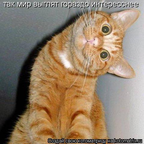 так мир выглят гораздо интересснее... Котоматрица: так мир выглят гораздо интересснее