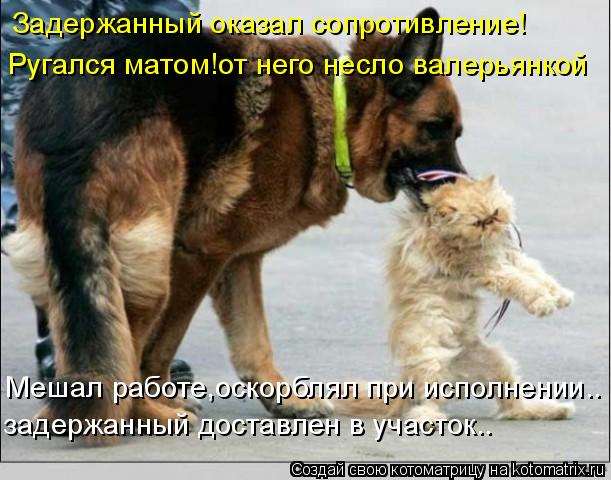 Задержанный оказал сопротивление! Ругался матом!от него несло валерьянкой Мешал работе,оскорблял при ... Котоматрица: Задержанный оказал сопротивление! Ругался матом!от него несло валерьянкой Мешал работе,оскорблял при исполнении.. задержанный доставлен в