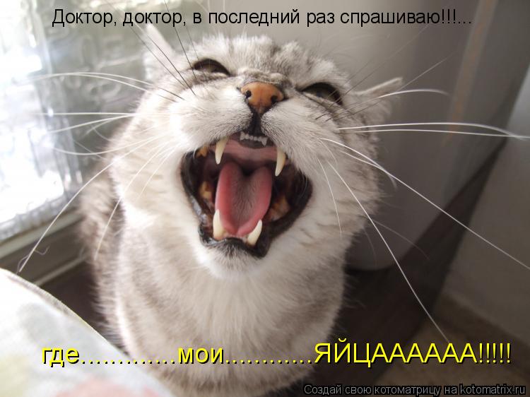 Доктор, доктор, в последний раз спрашиваю!!!... где.............мои............ЯЙЦАААААА!!!!!... Котоматрица: Доктор, доктор, в последний раз спрашиваю!!!... где.............мои............ЯЙЦАААААА!!!!!