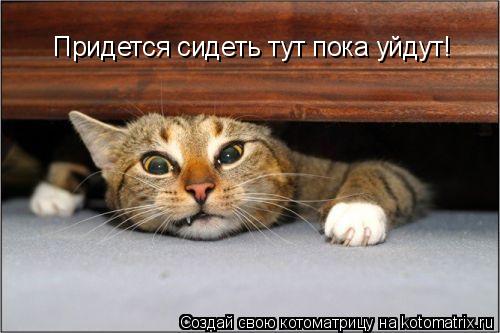 Придется сидеть тут пока уйдут!... Котоматрица: Придется сидеть тут пока уйдут!