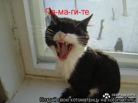 Па-ма-ги-те... Котоматрица: Па-ма-ги-те