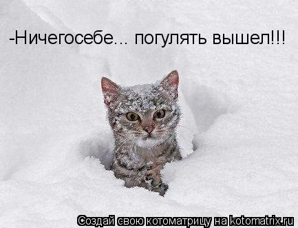 -Ничегосебе... погулять вышел!!!... Котоматрица: -Ничегосебе... погулять вышел!!!