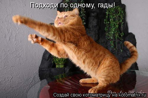 Подходи по одному, гады!... Котоматрица: Подходи по одному, гады!