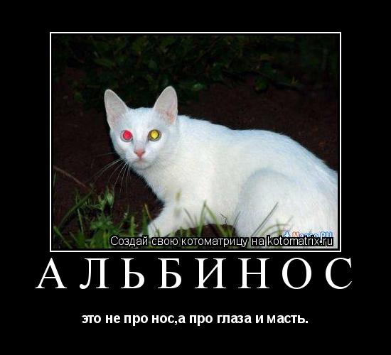 альбинос это не про нос,а про глаза и масть.... Котоматрица: альбинос это не про нос,а про глаза и масть.