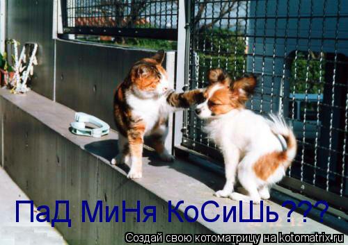 ПаД МиНя КоСиШь???... Котоматрица: ПаД МиНя КоСиШь???