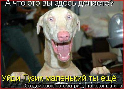 А что это вы здесь делаете? Уйди Тузик маленький ты ещё... Котоматрица: А что это вы здесь делаете? Уйди Тузик маленький ты ещё