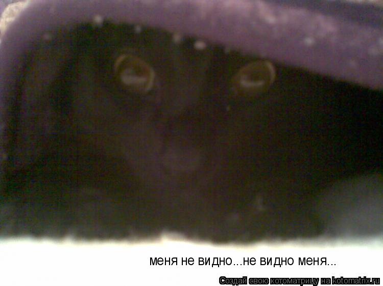 меня не видно...не видно меня...... Котоматрица: меня не видно...не видно меня...