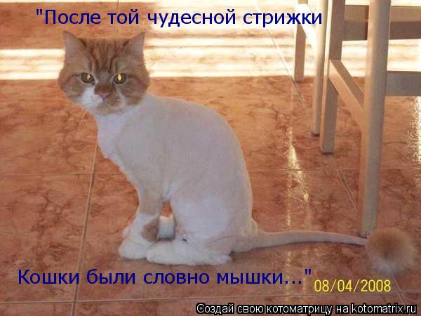 "После той чудесной стрижки Кошки были словно мышки..."... Котоматрица: "После той чудесной стрижки Кошки были словно мышки..."