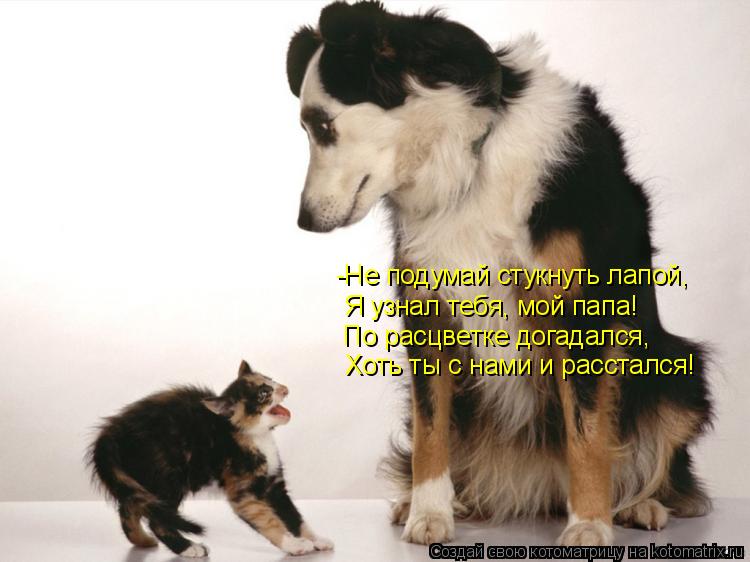 -Не подумай стукнуть лапой, Я узнал тебя, мой папа! По расцветке догадался, Хоть ты с нами и рассталс... Котоматрица: -Не подумай стукнуть лапой, Я узнал тебя, мой папа! По расцветке догадался, Хоть ты с нами и расстался!
