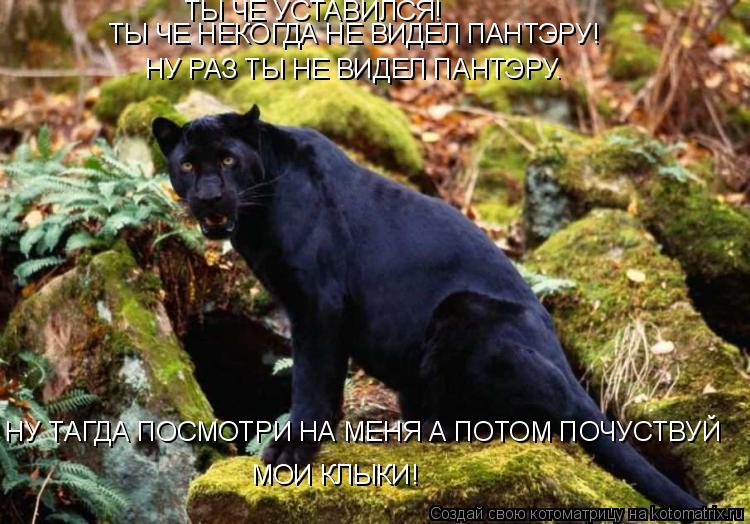 ТЫ ЧЕ НЕКОГДА НЕ ВИДЕЛ ПАНТЭРУ! НУ РАЗ ТЫ НЕ ВИДЕЛ ПАНТЭРУ. ТЫ ЧЕ УСТАВИЛСЯ! НУ ТАГДА ПОСМОТРИ НА М... Котоматрица: ТЫ ЧЕ НЕКОГДА НЕ ВИДЕЛ ПАНТЭРУ! НУ РАЗ ТЫ НЕ ВИДЕЛ ПАНТЭРУ. ТЫ ЧЕ УСТАВИЛСЯ! НУ ТАГДА ПОСМОТРИ НА МЕНЯ А ПОТОМ ПОЧУСТВУЙ МОИ КЛЫКИ!