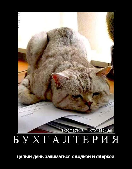 БУХГАЛТЕРИЯ целый день заниматься сВодкой и сВеркой... Котоматрица: БУХГАЛТЕРИЯ целый день заниматься сВодкой и сВеркой
