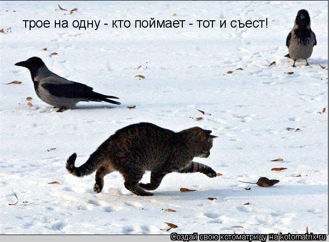 трое на одну - кто поймает - тот и съест!... Котоматрица: трое на одну - кто поймает - тот и съест!