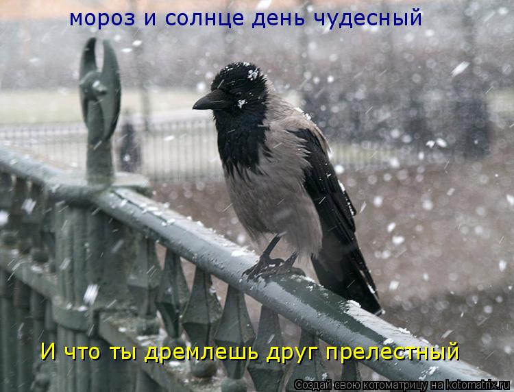 мороз и солнце день чудесный И что ты дремлешь друг прелестный... Котоматрица: мороз и солнце день чудесный И что ты дремлешь друг прелестный