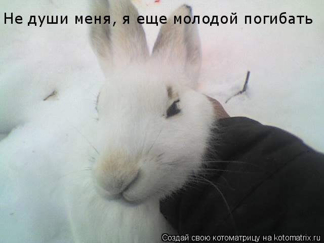Не души меня, я еще молодой погибать... Котоматрица: Не души меня, я еще молодой погибать