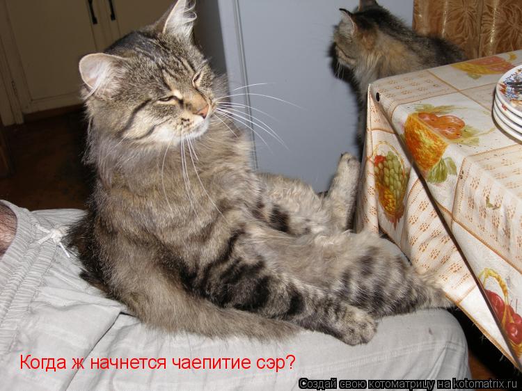 Когда ж начнется чаепитие сэр?... Котоматрица: Когда ж начнется чаепитие сэр?