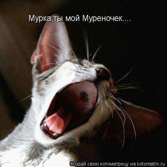 Мурка,ты мой Муреночек....... Котоматрица: Мурка,ты мой Муреночек....