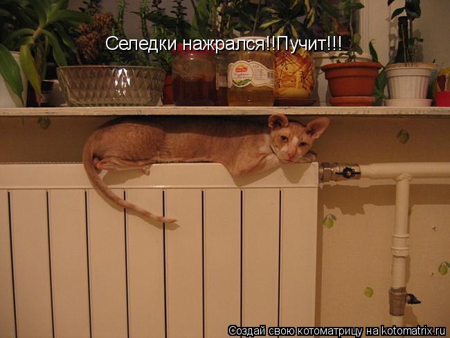Селедки нажрался!!Пучит!!!... Котоматрица: Селедки нажрался!!Пучит!!!