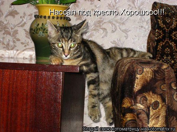 Нассал под кресло.Хорошооо!!!... Котоматрица: Нассал под кресло.Хорошооо!!!