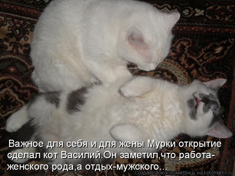 Важное для себя и для жены Мурки открытие сделал кот Василий.Он заметил,что работа- женского рода,а... Котоматрица: Важное для себя и для жены Мурки открытие сделал кот Василий.Он заметил,что работа- женского рода,а отдых-мужского...