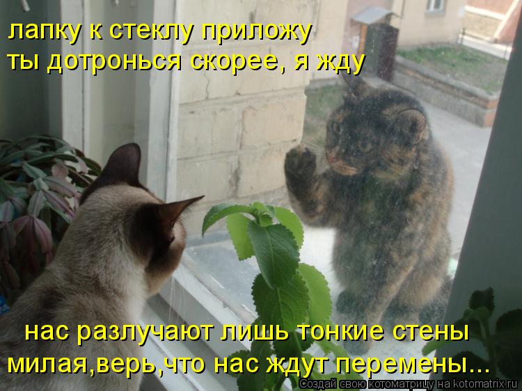лапку к стеклу приложу ты дотронься скорее, я жду нас разлучают лишь тонкие стены милая,верь,что нас... Котоматрица: лапку к стеклу приложу ты дотронься скорее, я жду нас разлучают лишь тонкие стены милая,верь,что нас ждут перемены...