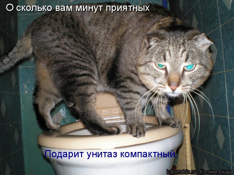 О сколько вам минут приятных Подарит унитаз компактный.... Котоматрица: О сколько вам минут приятных Подарит унитаз компактный.