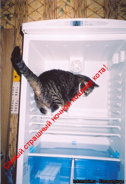 Самый страшный ночной кошмар кота!... Котоматрица: Самый страшный ночной кошмар кота!