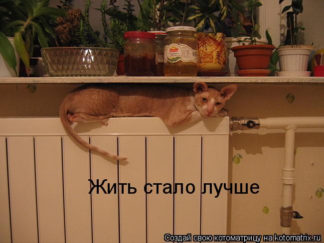 Жить стало лучше... Котоматрица: Жить стало лучше