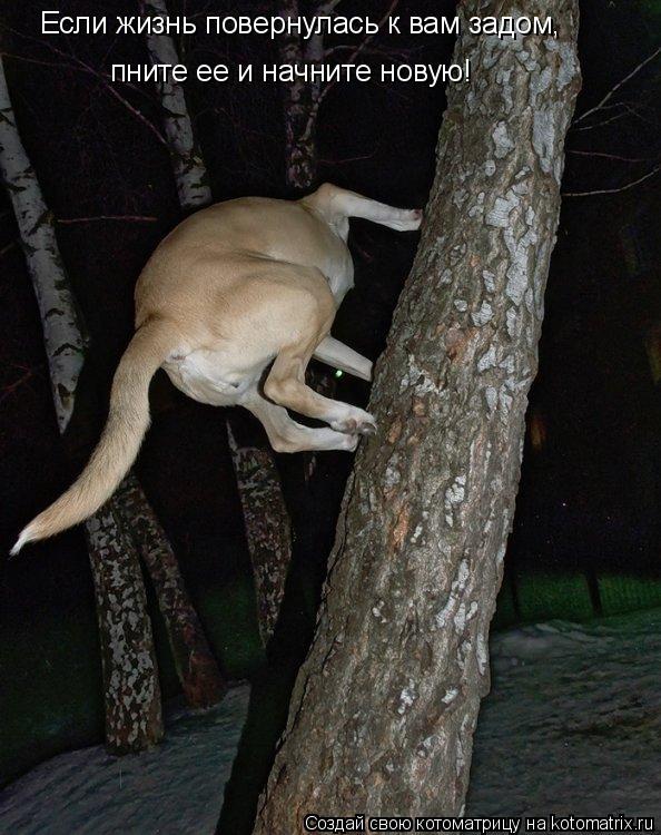 Если жизнь повернулась к вам задом, пните ее и начните новую!... Котоматрица: Если жизнь повернулась к вам задом, пните ее и начните новую!