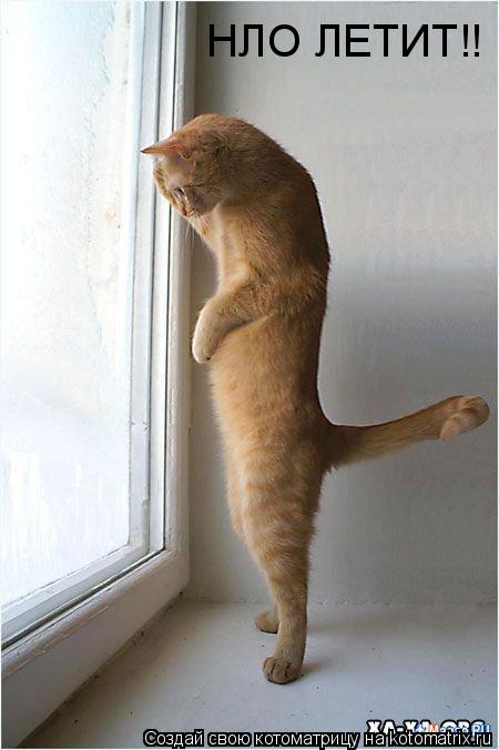 НЛО ЛЕТИТ!!... Котоматрица: НЛО ЛЕТИТ!!
