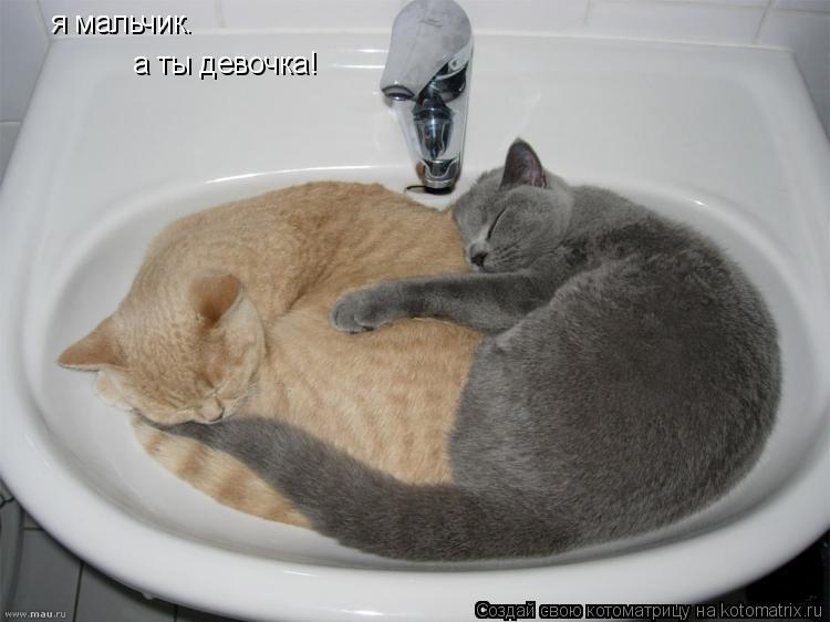 я мальчик. а ты девочка!... Котоматрица: я мальчик. а ты девочка!