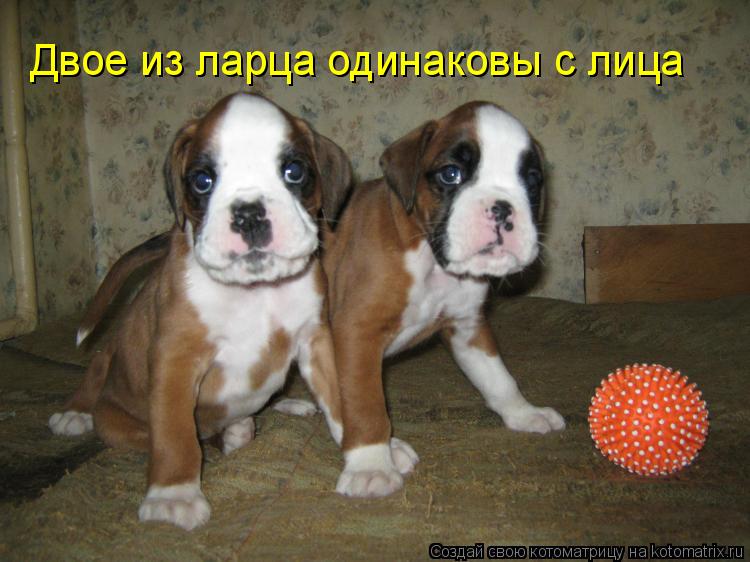 Двое из ларца одинаковы с лица... Котоматрица: Двое из ларца одинаковы с лица