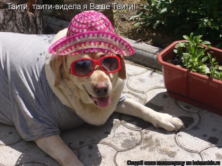 Котоматрица: Таити, таити-видела я Ваше Таити!