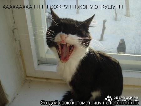 ААААААААА!!!!!!!!!!!СОЖРУ!!!!!!ЖОПУ ОТКУШУ!!!!!... Котоматрица: ААААААААА!!!!!!!!!!!СОЖРУ!!!!!!ЖОПУ ОТКУШУ!!!!!