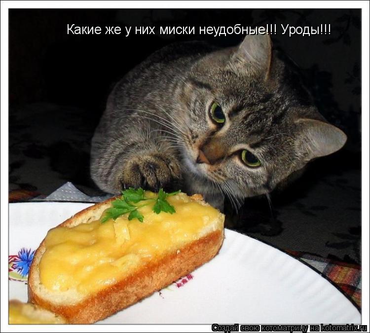 Какие же у них миски неудобные!!! Уроды!!!... Котоматрица: Какие же у них миски неудобные!!! Уроды!!!