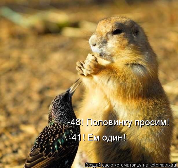 -48! Половинку просим! -41! Ем один!... Котоматрица: -48! Половинку просим! -41! Ем один!