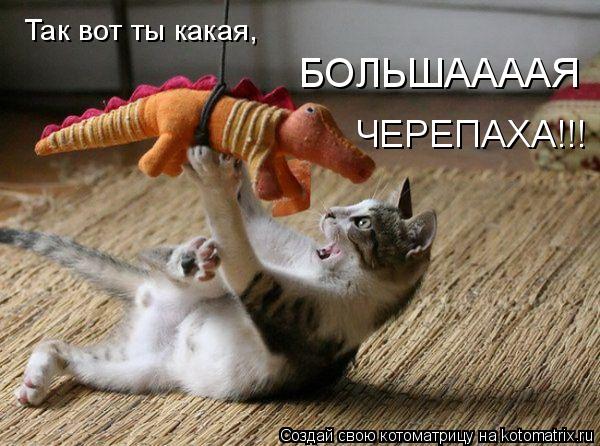 Так вот ты какая, БОЛЬШААААЯ ЧЕРЕПАХА!!!... Котоматрица: Так вот ты какая, БОЛЬШААААЯ ЧЕРЕПАХА!!!