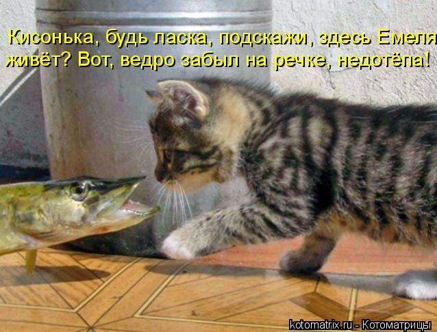 Кисонька, будь ласка, подскажи, здесь Емеля живёт? Вот, ведро забыл на речке, недотёпа!... Котоматрица: Кисонька, будь ласка, подскажи, здесь Емеля живёт? Вот, ведро забыл на речке, недотёпа!
