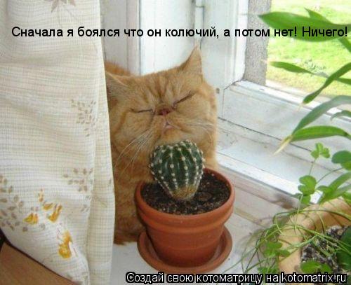 Сначала я боялся что он колючий, а потом нет! Ничего!... Котоматрица: Сначала я боялся что он колючий, а потом нет! Ничего!