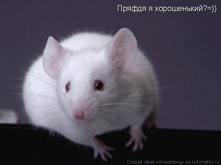 Пряфдя я хорошенький?=))... Котоматрица: Пряфдя я хорошенький?=))