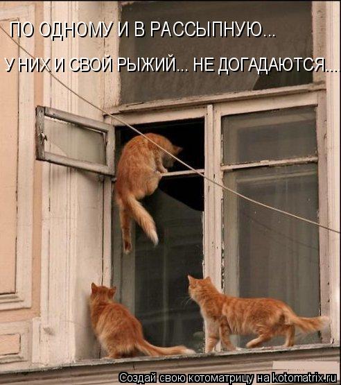ПО ОДНОМУ И В РАССЫПНУЮ... У НИХ И СВОЙ РЫЖИЙ... НЕ ДОГАДАЮТСЯ......... Котоматрица: ПО ОДНОМУ И В РАССЫПНУЮ... У НИХ И СВОЙ РЫЖИЙ... НЕ ДОГАДАЮТСЯ......